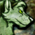 :iconstormblade-werewolf: