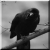:iconStormcrow008: