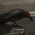 :iconstormcrowx:
