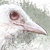 :iconstormdrivenbird: