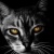 :iconstormglass: