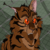 :iconstormiegrace: