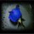 :iconstormirosia: