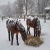 :iconstormkrowe: