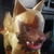 :iconstormleaf: