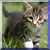 :iconstormycat: