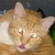 :iconstormywolf: