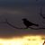 :iconstorytellingravens:
