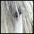 :iconstra-thorn-stock: