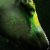 :iconstraitjacketeer: