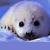 :iconstrangeeyeam: