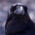 :iconstravenger: