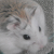 :iconstrawberri-cherri: