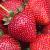 :iconstrawberries-plz: