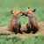 :iconstrawberry-fantasies: