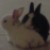 :iconstrawberry-ponta:
