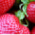 :iconstrawberry-rose-wolf: