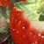 :iconstrawberrycheerios: