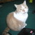 :iconstrawberryfatcat:
