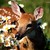 :iconstrawhatstitchpunk: