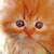 :iconstraws-of-death: