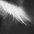 :iconstraydandelion: