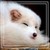 :iconstrayneki: