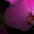 :iconstreamzgfx: