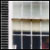 :iconstreetcat:
