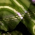 :iconstrickenhaze: