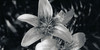 :iconstricklyphotography: