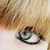 :iconstriderwanabe: