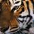 :iconstrigidae: