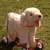 :iconstring-bean: