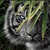 :iconstrippedwolf07: