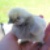 :iconStripy-Dragon: