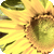 :iconstriy: