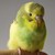 :iconstrudley: