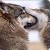 :iconstryker180: