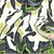 :iconstrykr-one: