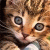 :iconstubi39: