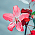 :iconstumbl3r:
