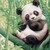 :iconstupid-panda: