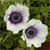 :iconsublime69: