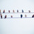:iconsufinch: