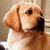 :iconsugar-pie: