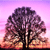 :iconsugar-spun-sister: