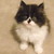 :iconsugarfaniam: