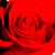 :iconsugarhigh8923: