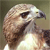 :iconsugarhighredtailt-9: